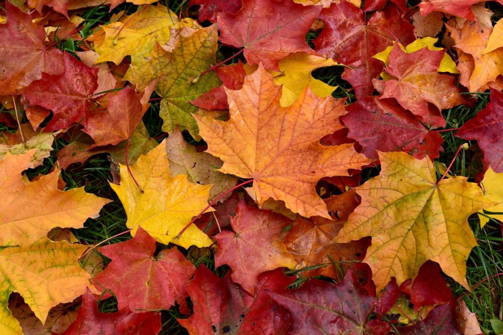 leaf-pickup-bethel-township